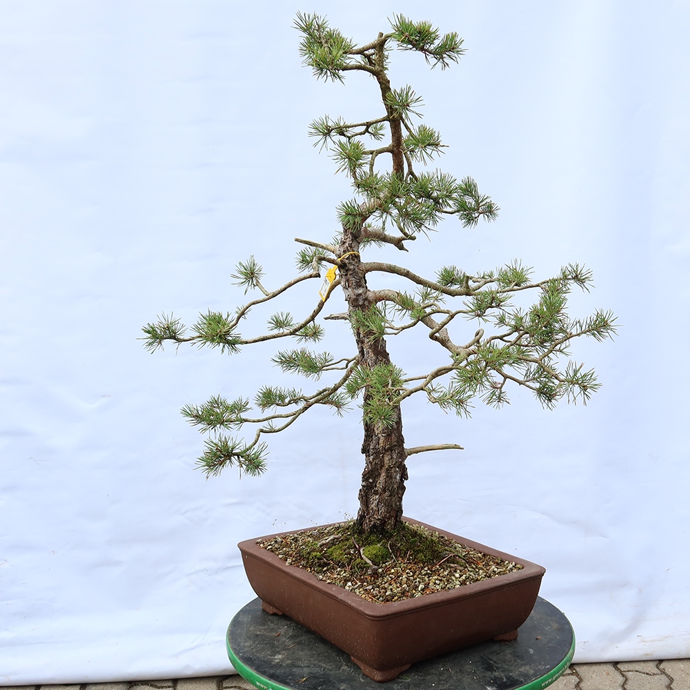 Pinus sylvestris Španělsko - borovice lesní