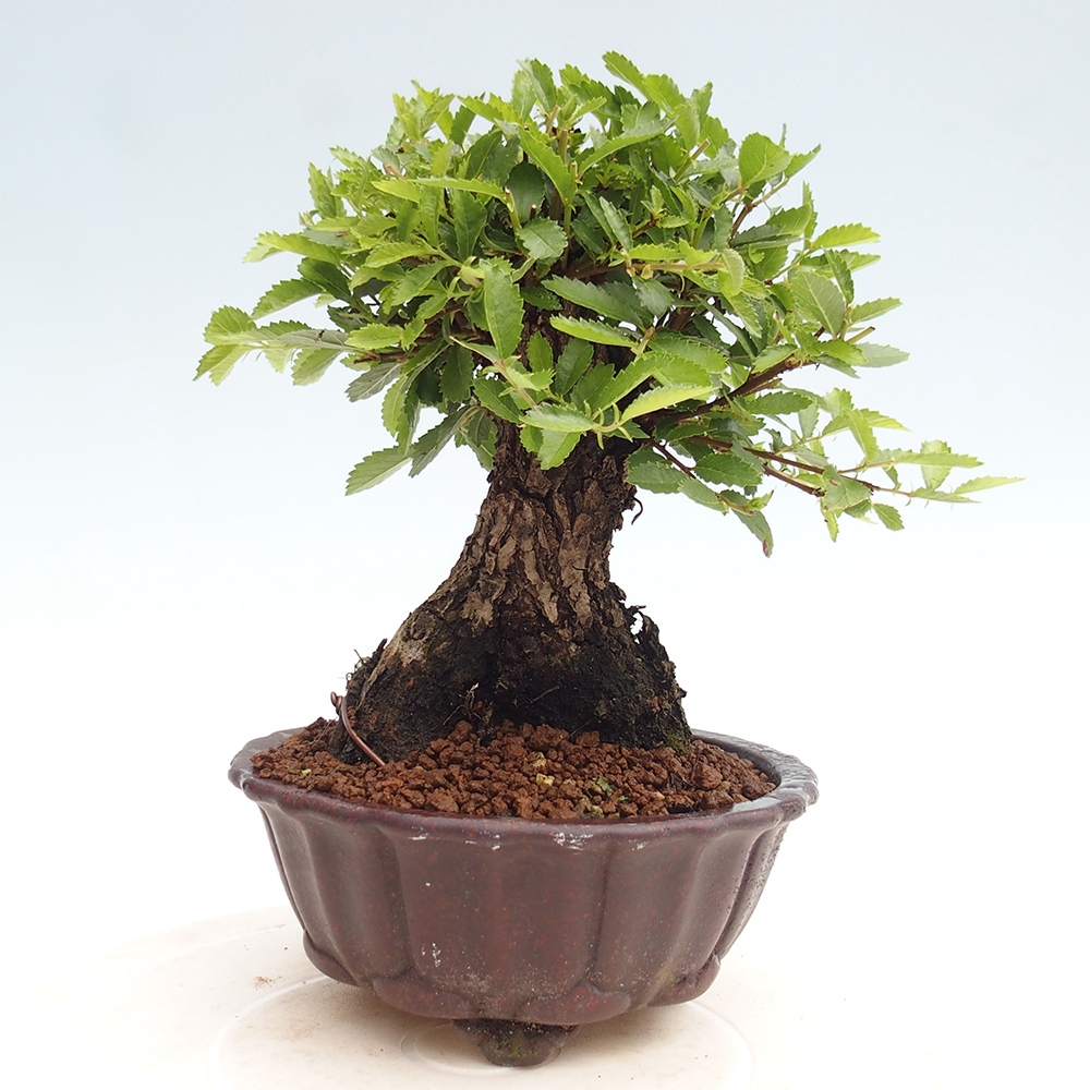Venkovní bonsai - Zelkova - Zelkova NIRE