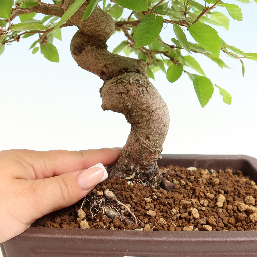 Venkovní bonsai -Carpinus coreana - Habr korejský