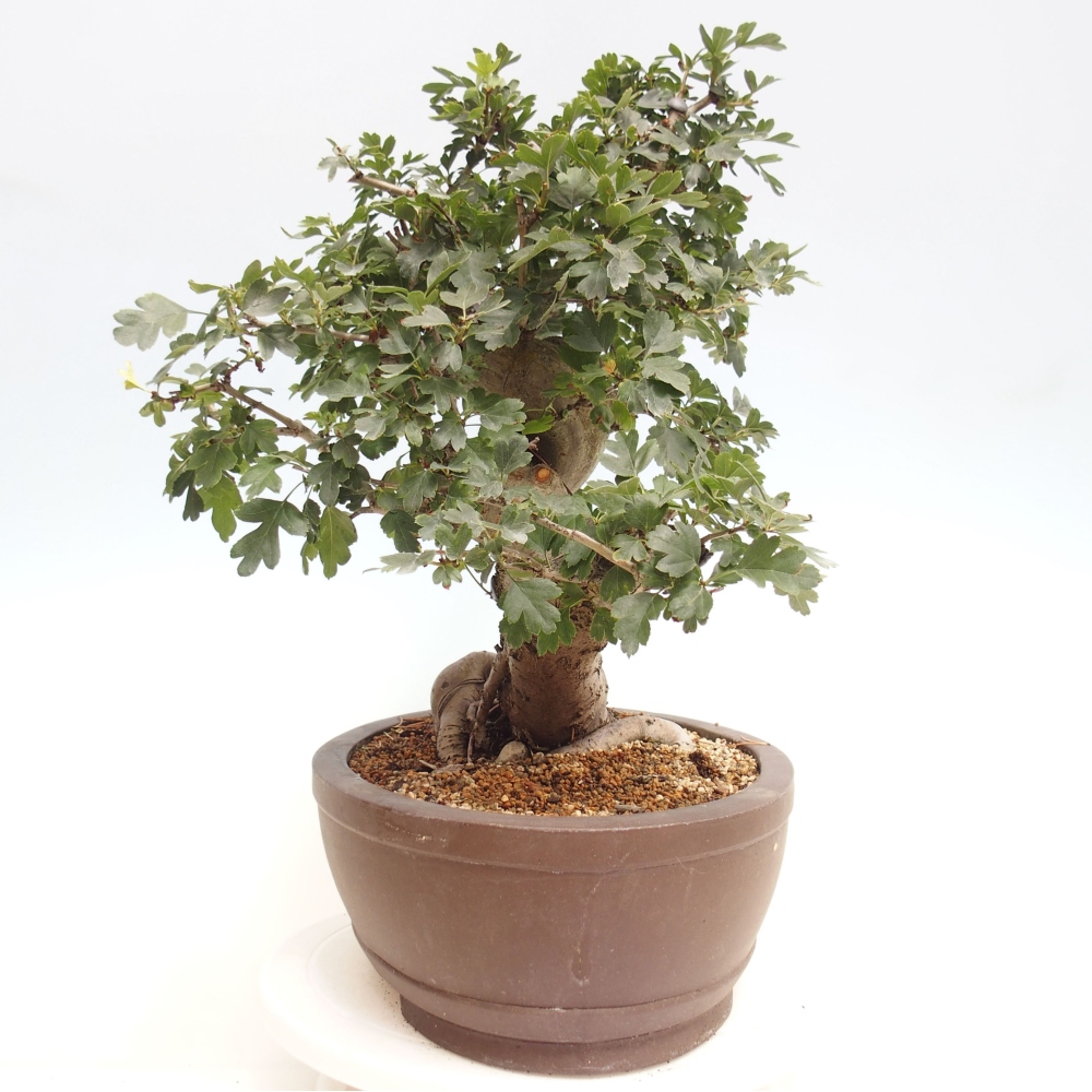 Venkovní bonsai - Hloh  růžový plnokvětý - Crataegus 