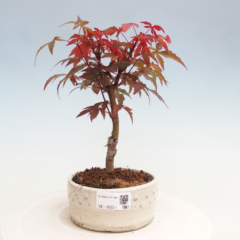 Venkovní bonsai - Acer palm. Atropurpureum-Javor dlanitolistý