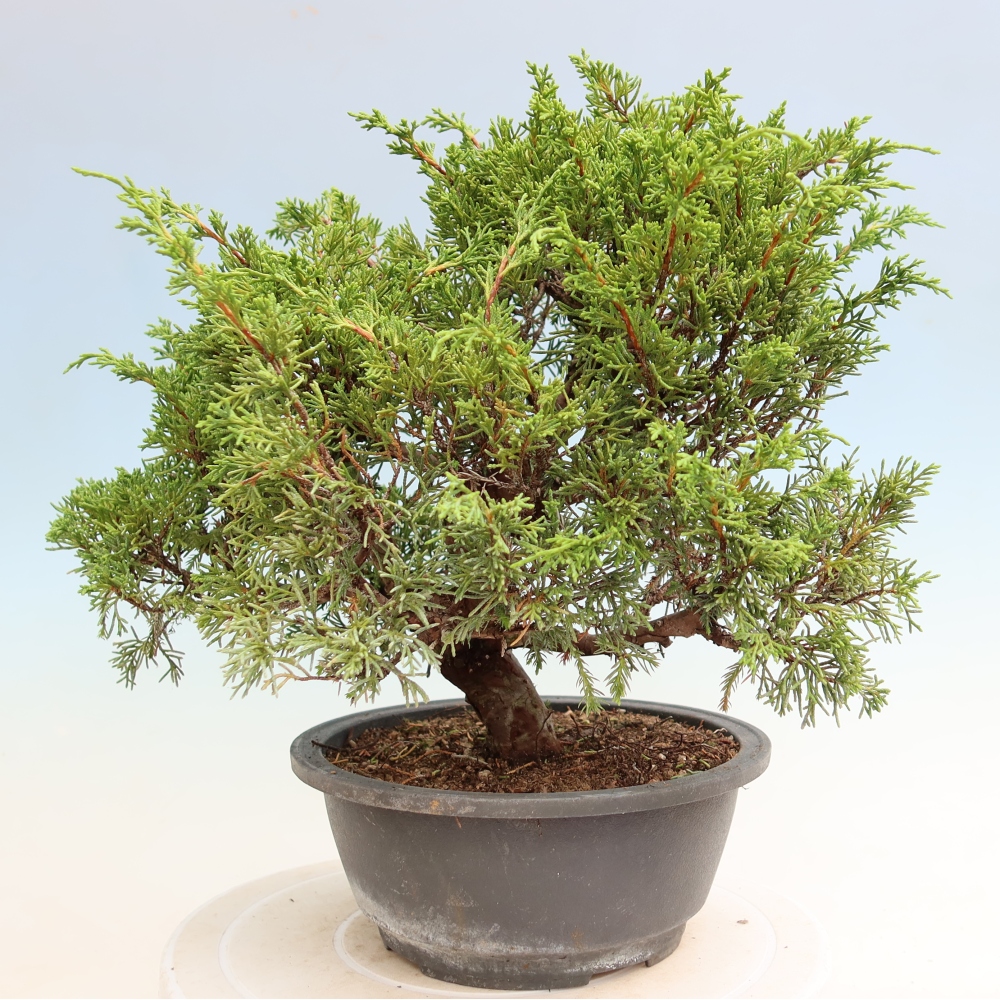 Venkovní bonsai - Juniperus chinensis Itoigawa-Jalovec čínský