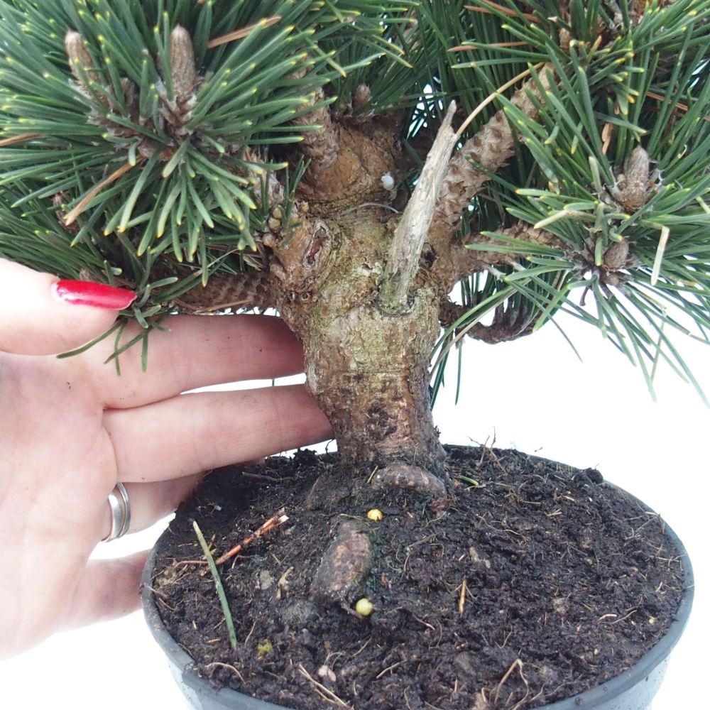 Venkovní bonsai - Pinus thunbergii senjyumaru - Borovice thunbergova