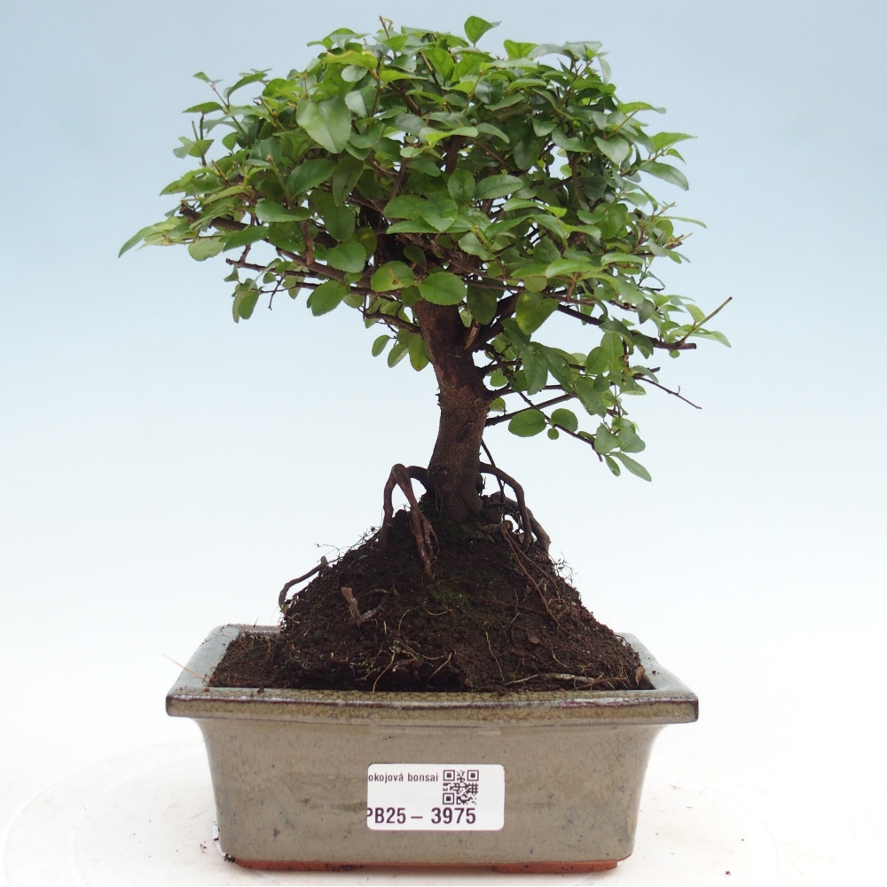 Pokojová bonsai - Sagerécie thea - Sagerécie thea