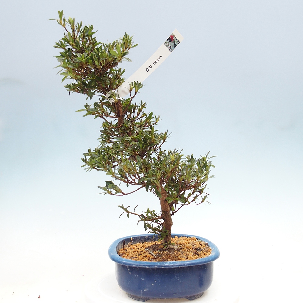 Venkovní bonsai - Japonská azalka - Azalea Hakurin