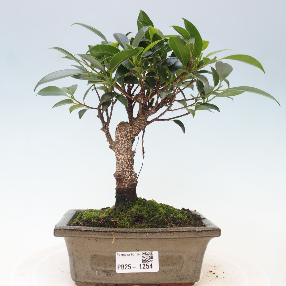 Pokojová bonsai - Ficus retusa -  malolistý fíkus