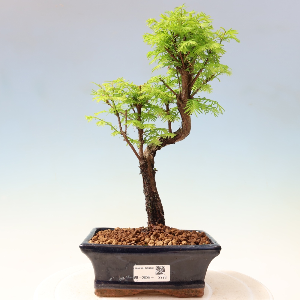 Venkovní bonsai - Metasequoia glyptostroboides - Metasekvoje čínská