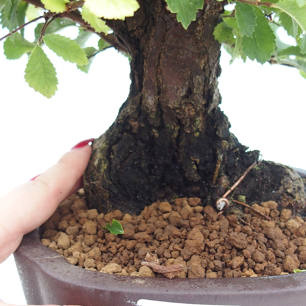 Venkovní bonsai - Zelkova - Zelkova serrata