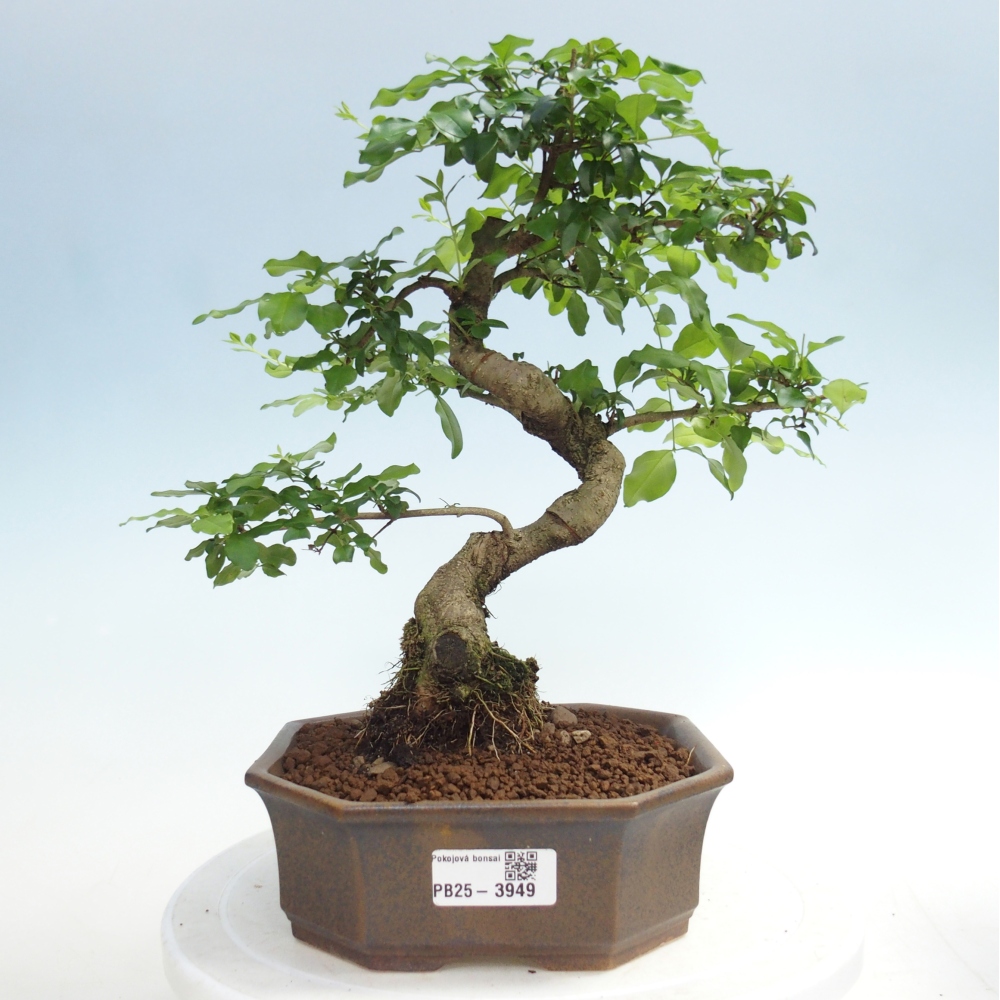 Pokojová bonsai -Ligustrum chinensis - Ptačí zob