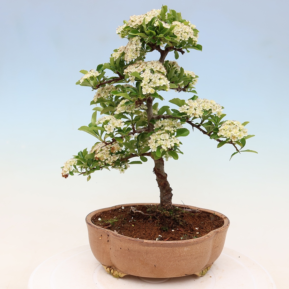 Venkovní bonsai - Pyracantha teton - Hlohyně šarlatová