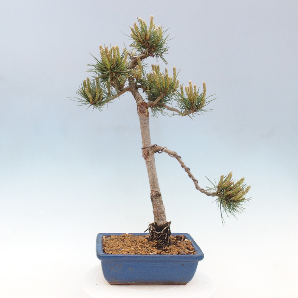 Venkovní bonsai - Pinus Sylvestris Watererri - Borovice lesní
