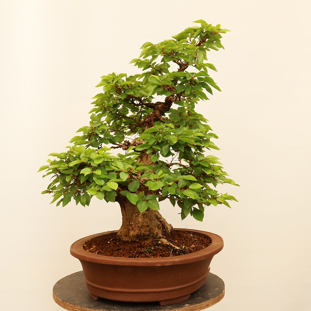 Venkovní bonsai -Carpinus Coreana - Habr korejský