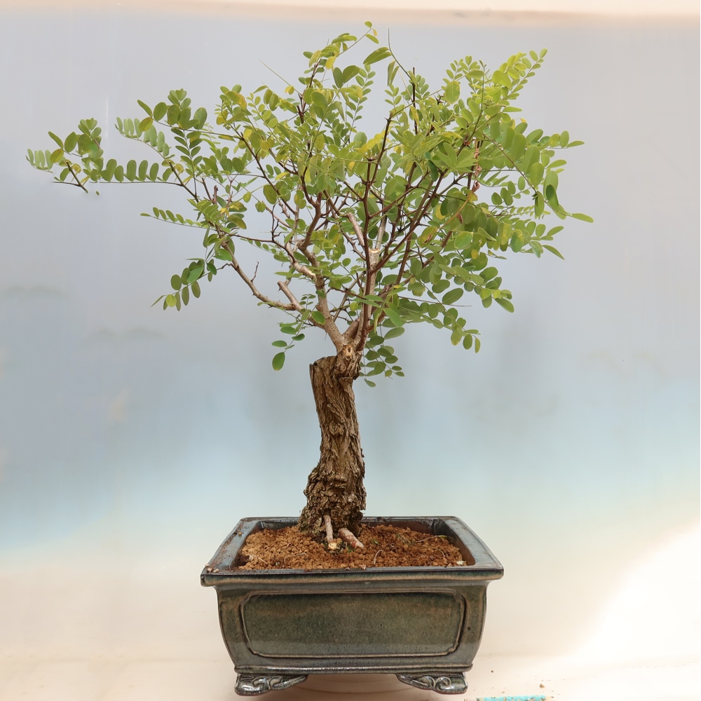 Venkovní bonsai - Trnovník  Akát - Robinia pseudoacacia