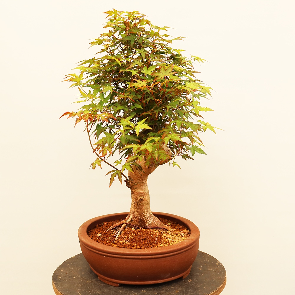 Venkovní bonsai - Javor palmatum  - Javor dlanitolistý