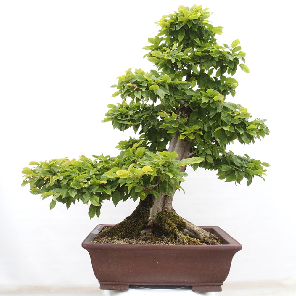 Venkovní bonsai - Habr obecný - Carpinus betulus