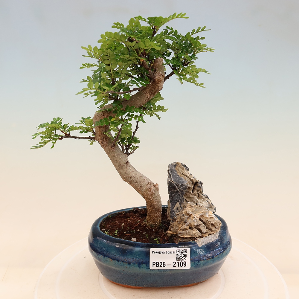 Pokojová bonsai - Zantoxylum piperitum - Pepřovník