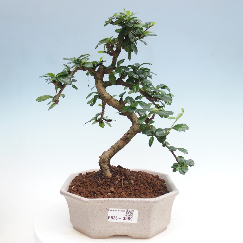 Pokojová bonsai - Carmona macrophylla - Čaj fuki