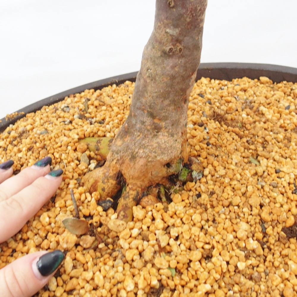 Venkovní bonsai - Japonská azalka - Azalea Hanatsuzuri