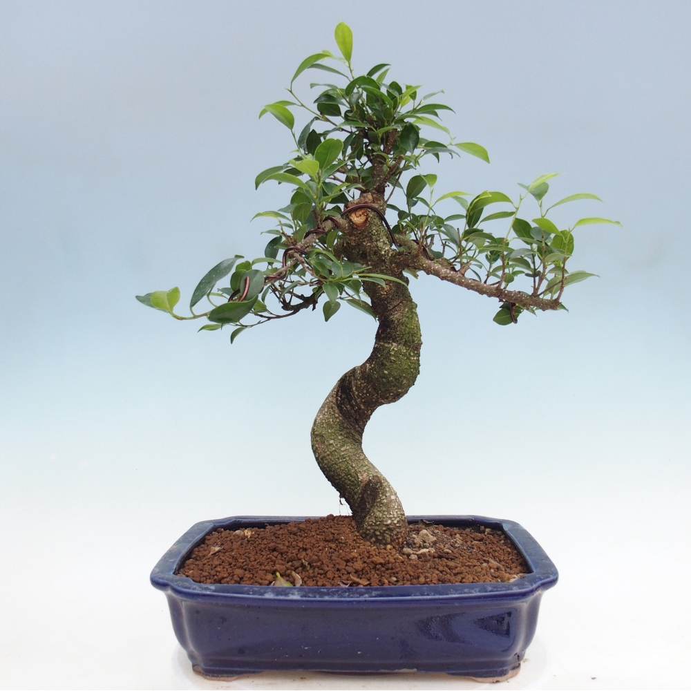 Pokojová bonsai - Ficus kimmen -  malolistý fíkus
