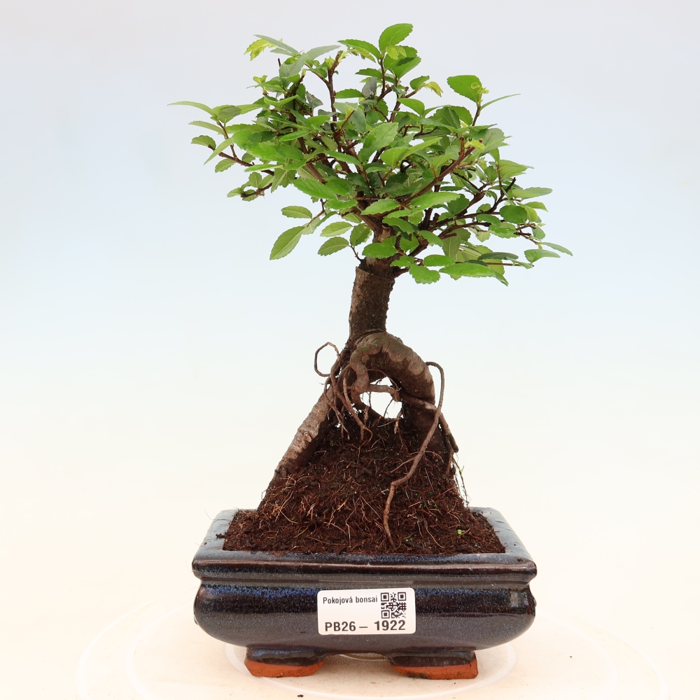 Pokojová bonsai - Ulmus parvifolia - Malolistý jilm