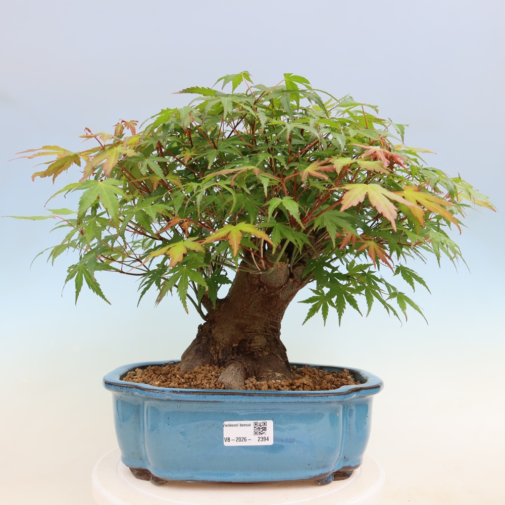 Venkovní bonsai - Javor Burgerův - Acer Burgerianum 