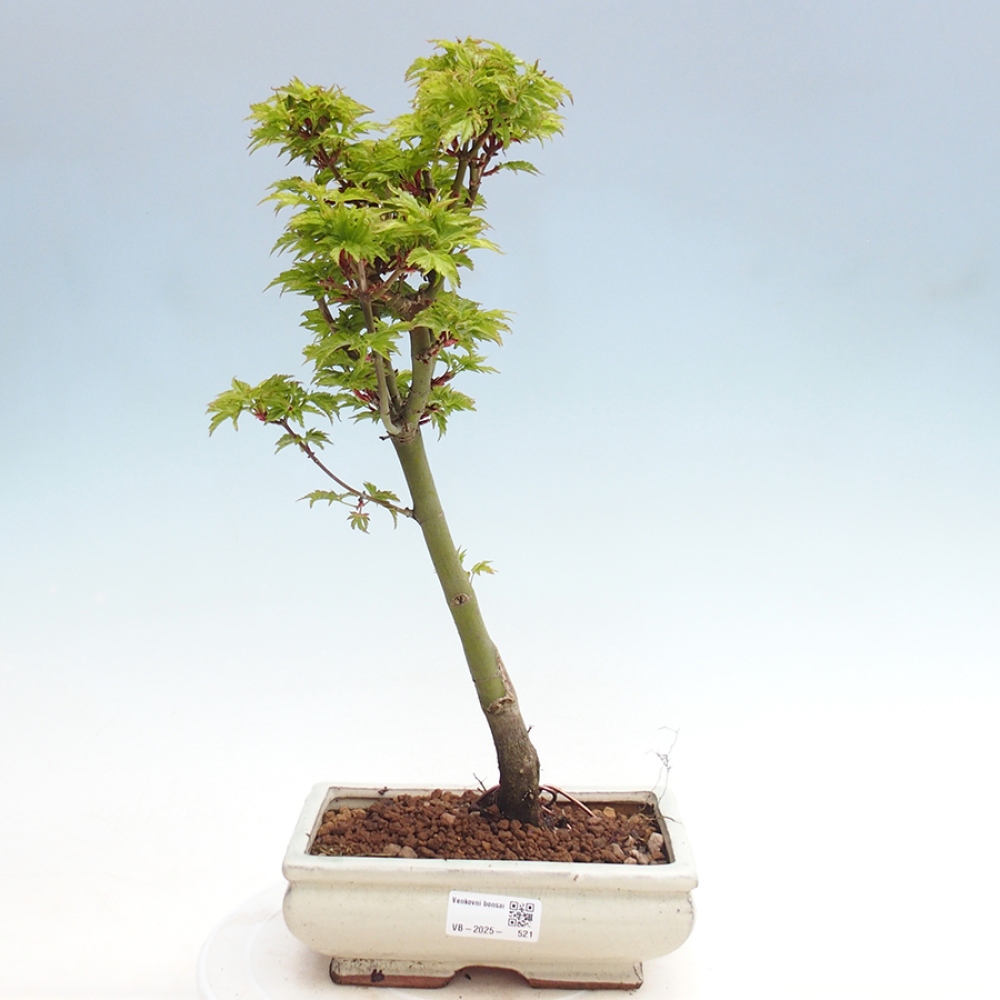 Venkovní bonsai -Javor dlanitolistý Acer palmatum Shishigashira
