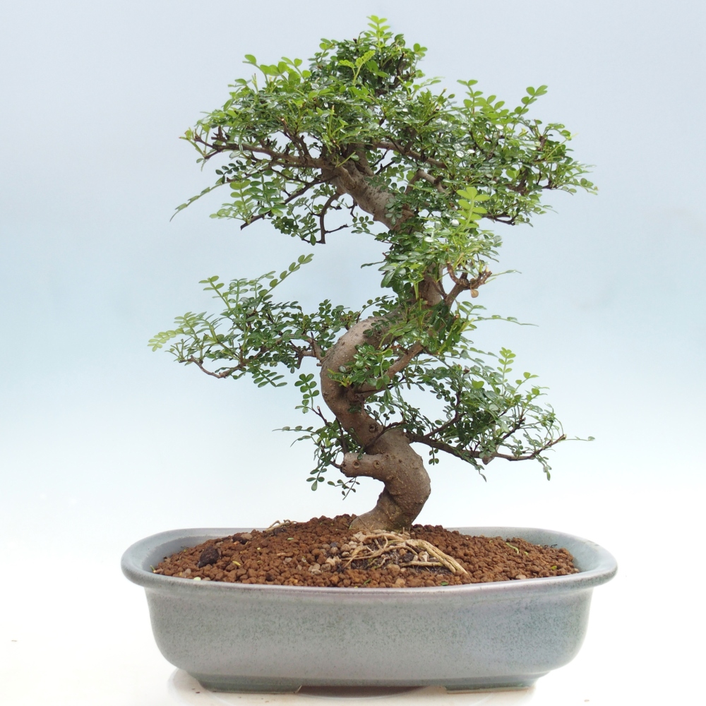 Pokojová bonsai - Zantoxylum piperitum - pepřovník