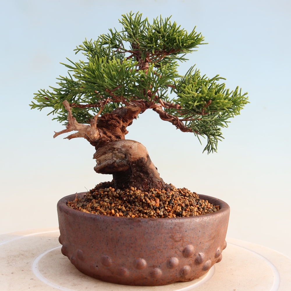 Venkovní bonsai - Juniperus chinensis Itoigawa -Jalovec čínský