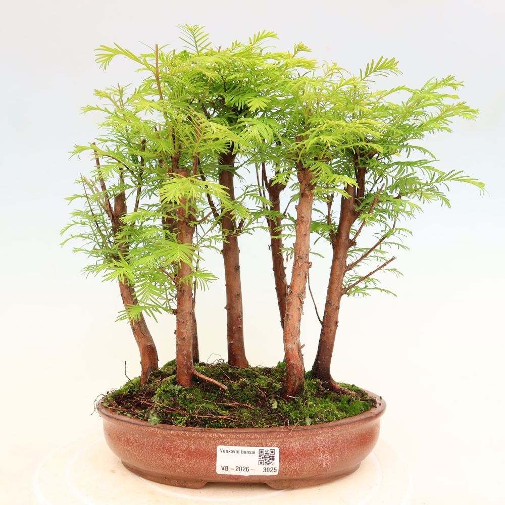 Venkovní bonsai - Metasequoia glyptostroboides - Metasekvoje čínská - lesík