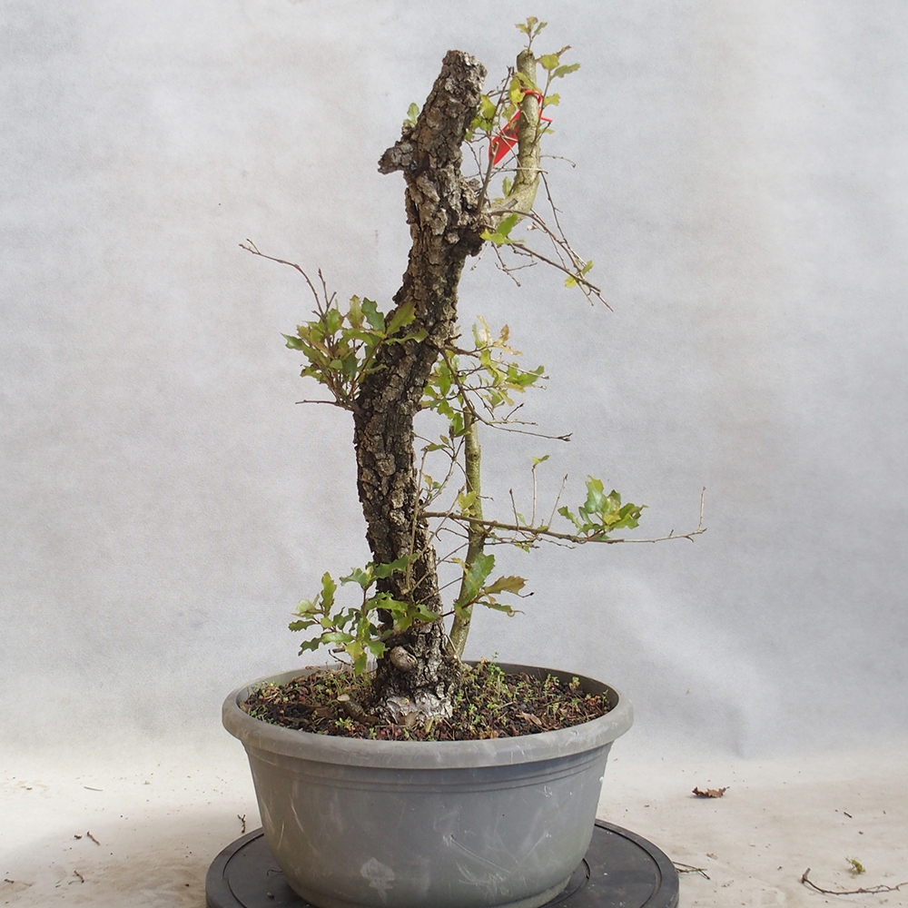 Venkovní bonsai Quercus Cerris - Dub Cer