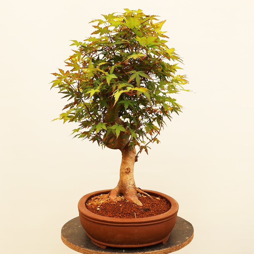 Venkovní bonsai - Javor palmatum  - Javor dlanitolistý
