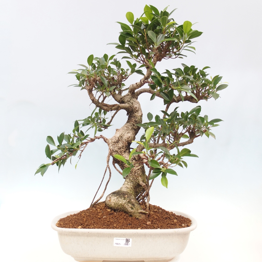 Pokojová bonsai - Ficus kimmen -  malolistý fíkus - POUZE OSOBNÍ ODBĚR nebo paletová přeprava