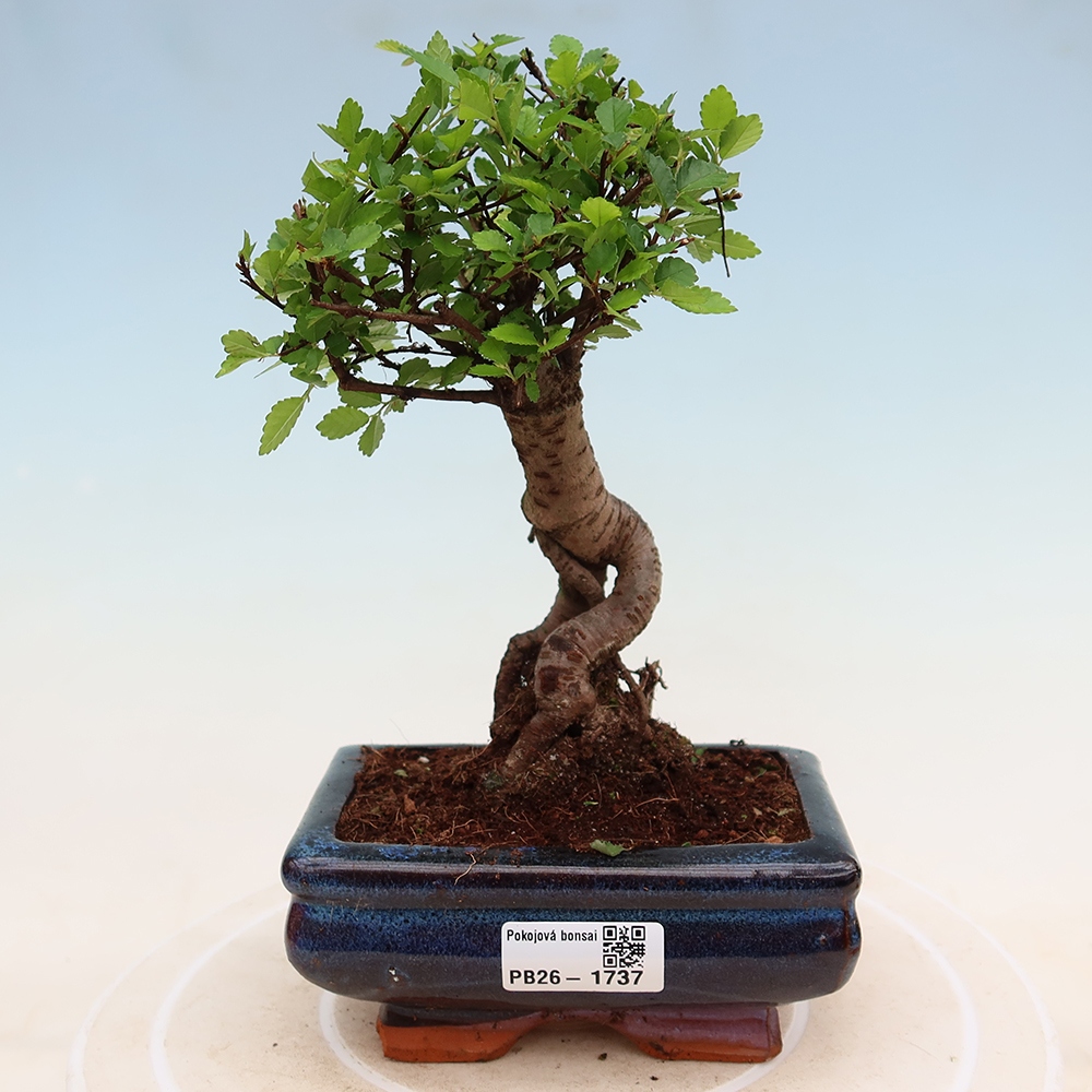 Pokojová bonsai - Ulmus parvifolia - Malolistý jilm