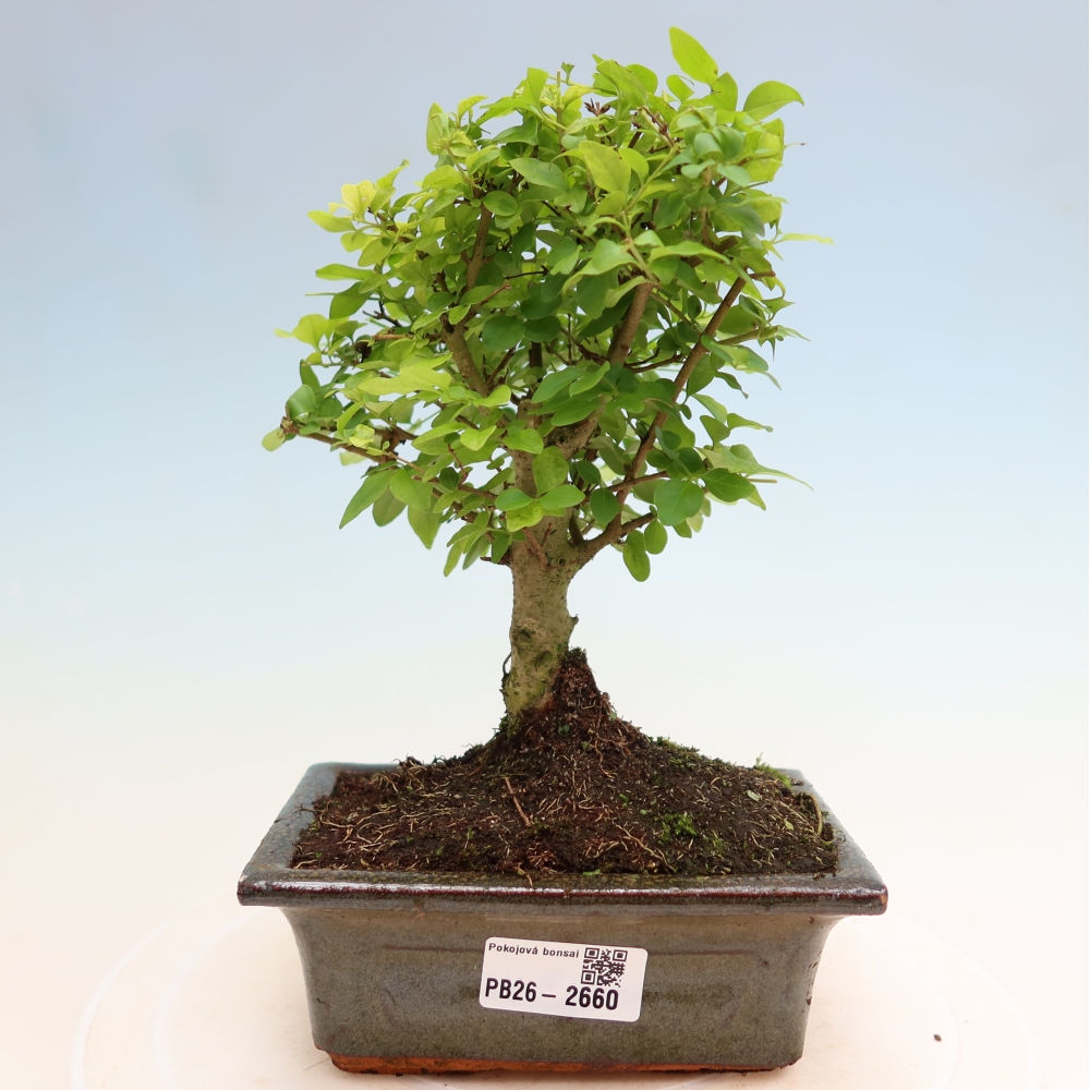 Pokojová bonsai -Ligustrum chinensis - Ptačí zob