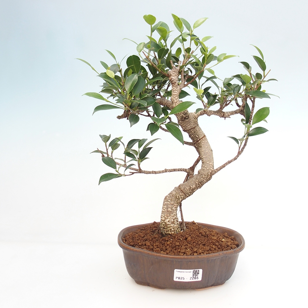 Pokojová bonsai - Ficus retusa -  malolistý fíkus