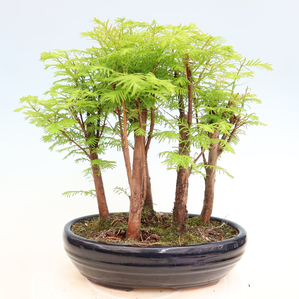 Venkovní bonsai - Metasequoia glyptostroboides - Metasekvoje čínská - lesík
