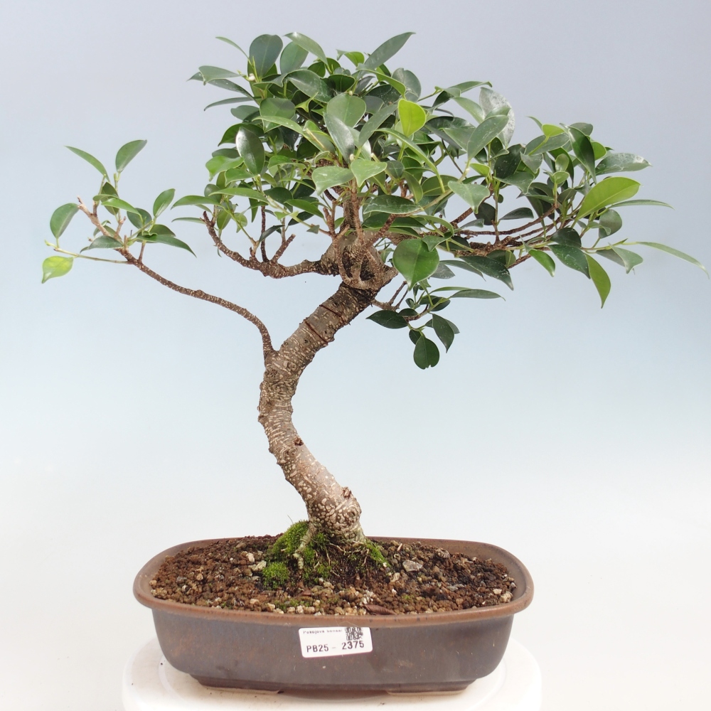 Pokojová bonsai - Ficus kimmen -  malolistý fíkus