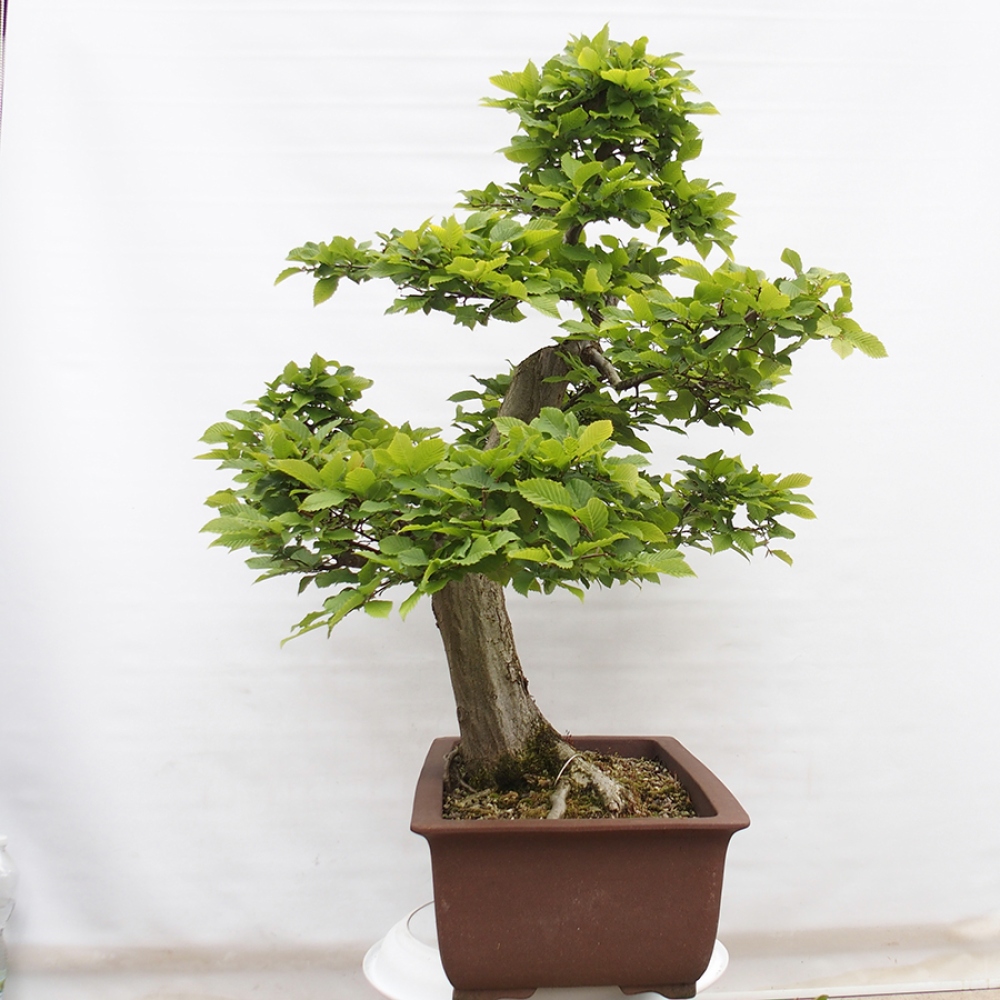 Venkovní bonsai - Habr obecný - Carpinus betulus