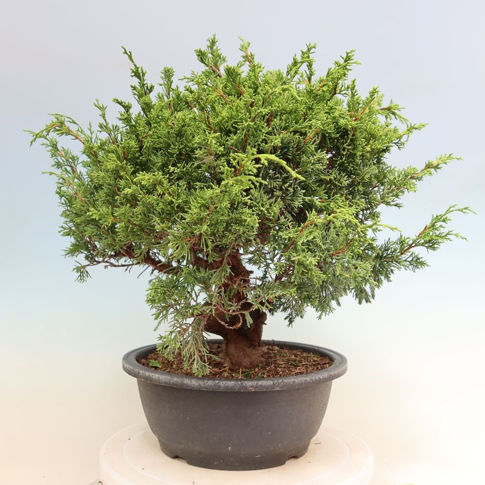 Venkovní bonsai - Juniperus chinensis Itoigawa-Jalovec čínský