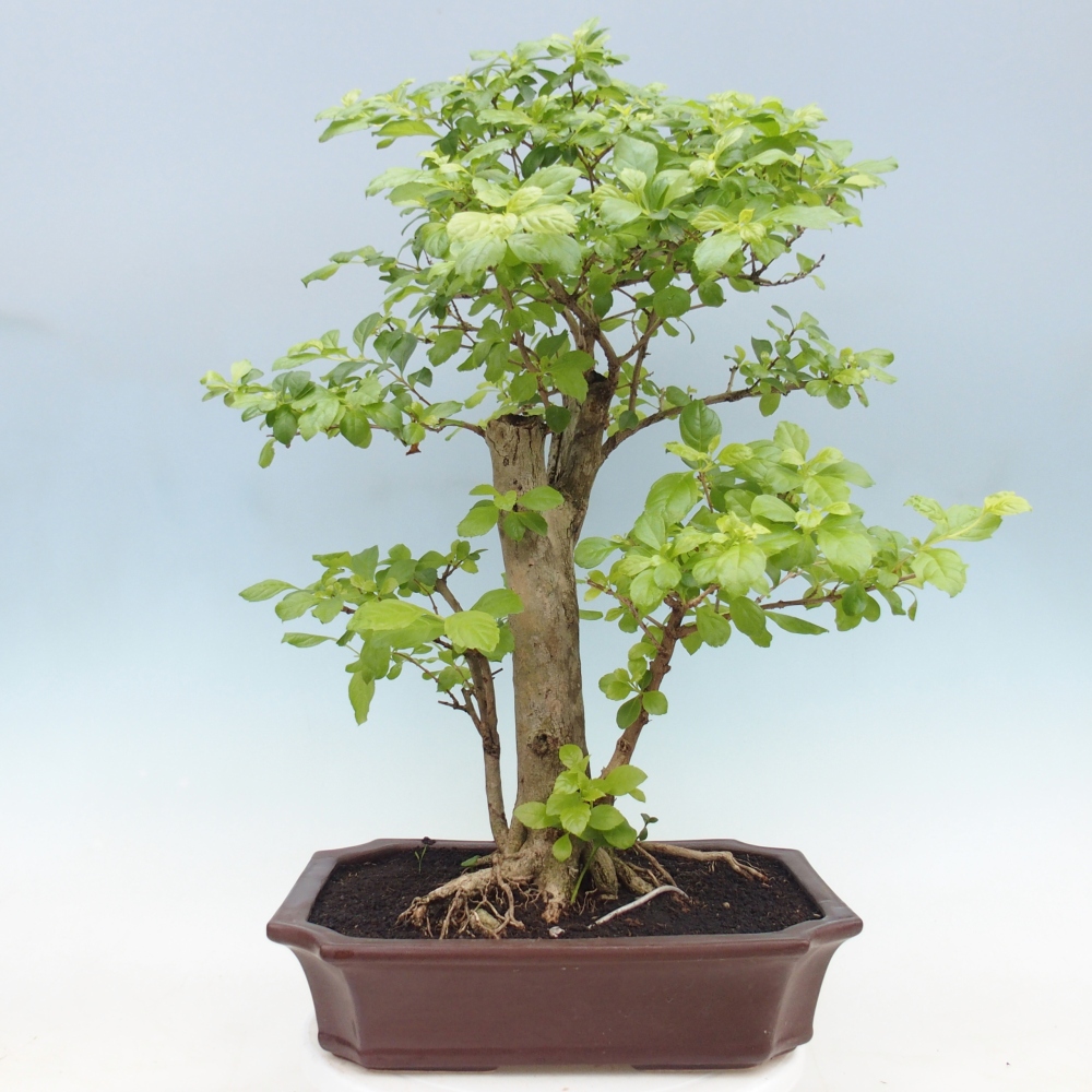 Pokojová bonsai - Duranta erecta Aurea