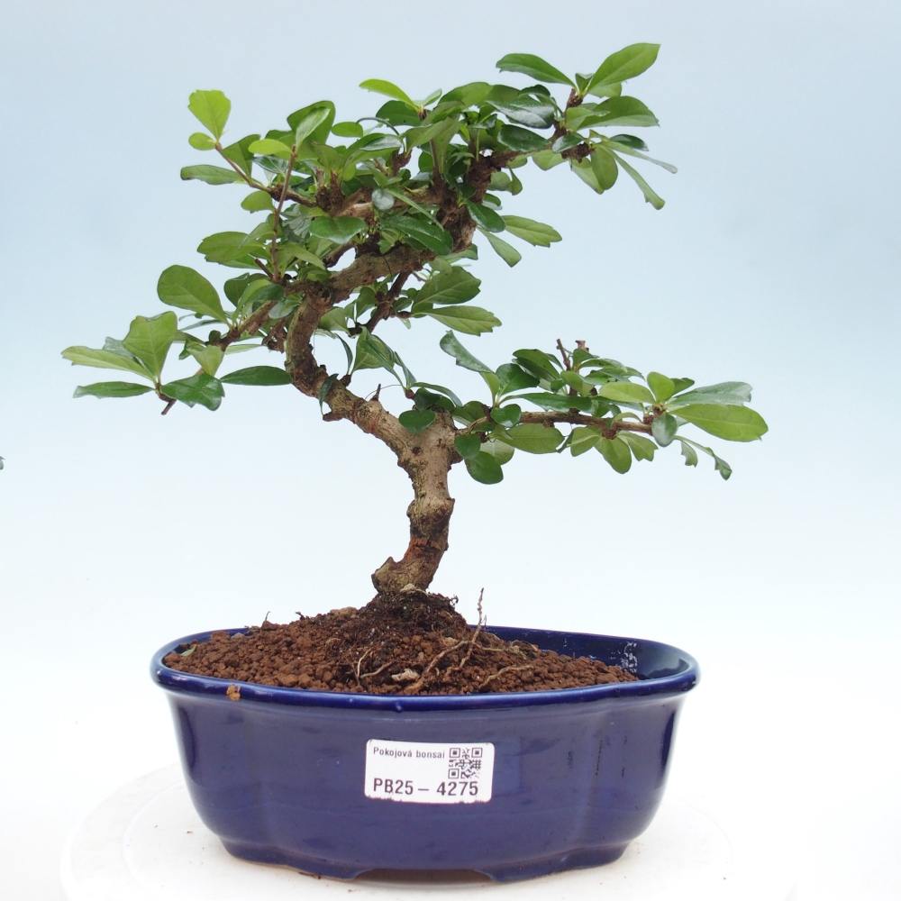 Pokojová bonsai - Carmona macrophylla - Čaj fuki