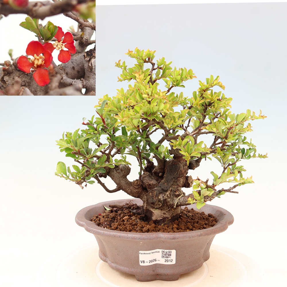 Venkovní  bonsai -  Chaneomeles speciosa Chojubai - Kdoulovec ozdobný