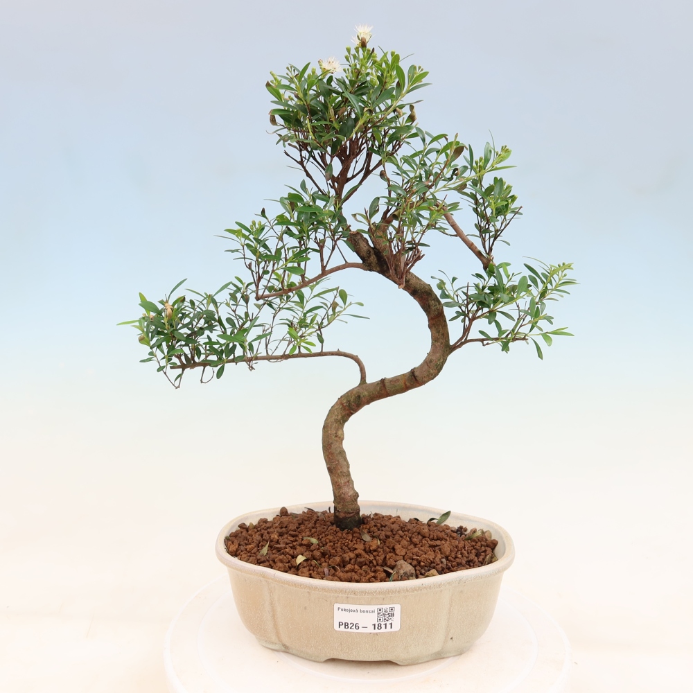 Pokojová bonsai - Syzygium - Pimentovník