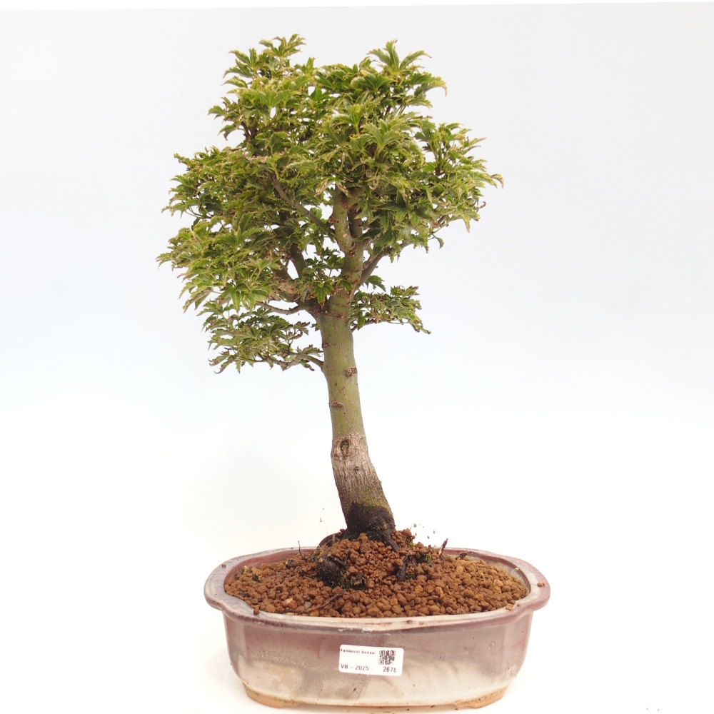 Venkovní bonsai -Javor dlanitolistý Acer palmatum Shishigashira
