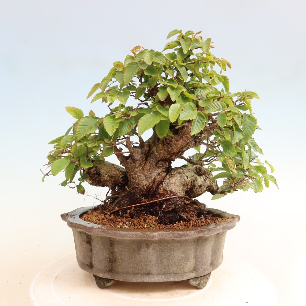 Venkovní bonsai -Carpinus CARPINOIDES - Habr korejský