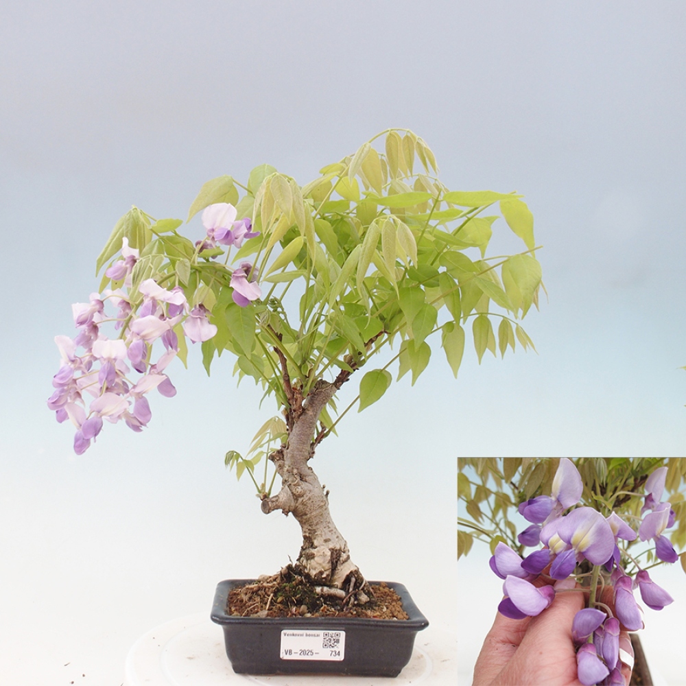 Venkovní bonsai - Vistarie květnatá - Wisteria floribunda
