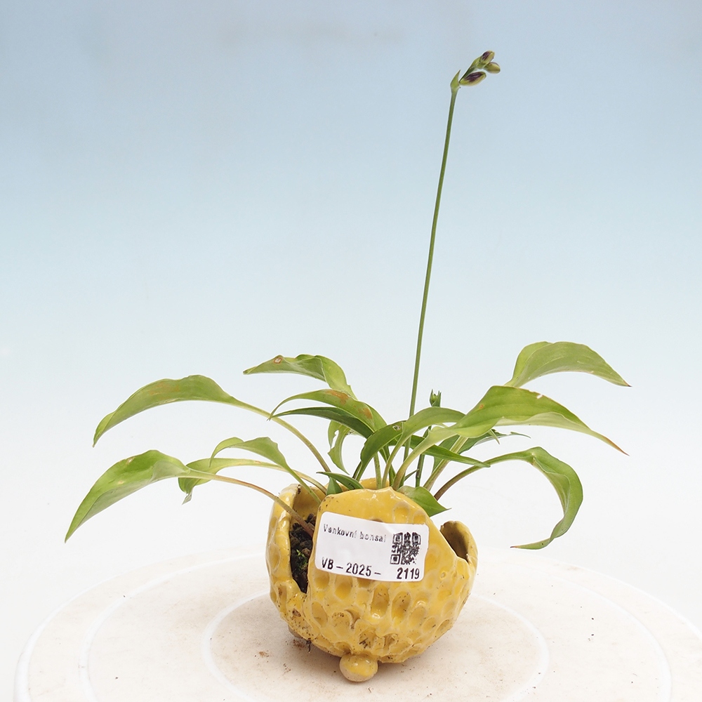 Venkovní bonsai - Mini Hosta - Bohyška