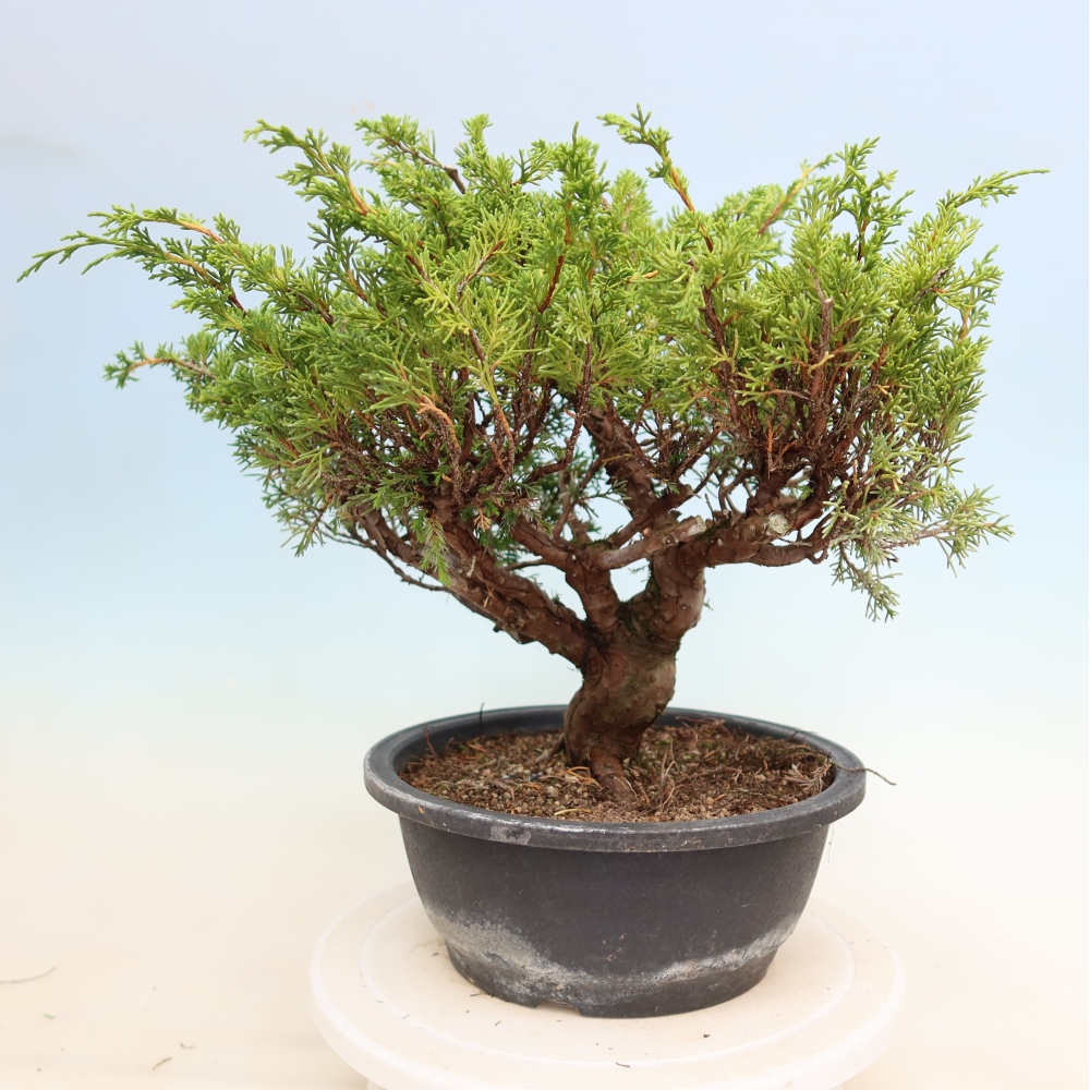 Venkovní bonsai - Juniperus chinensis Itoigawa-Jalovec čínský