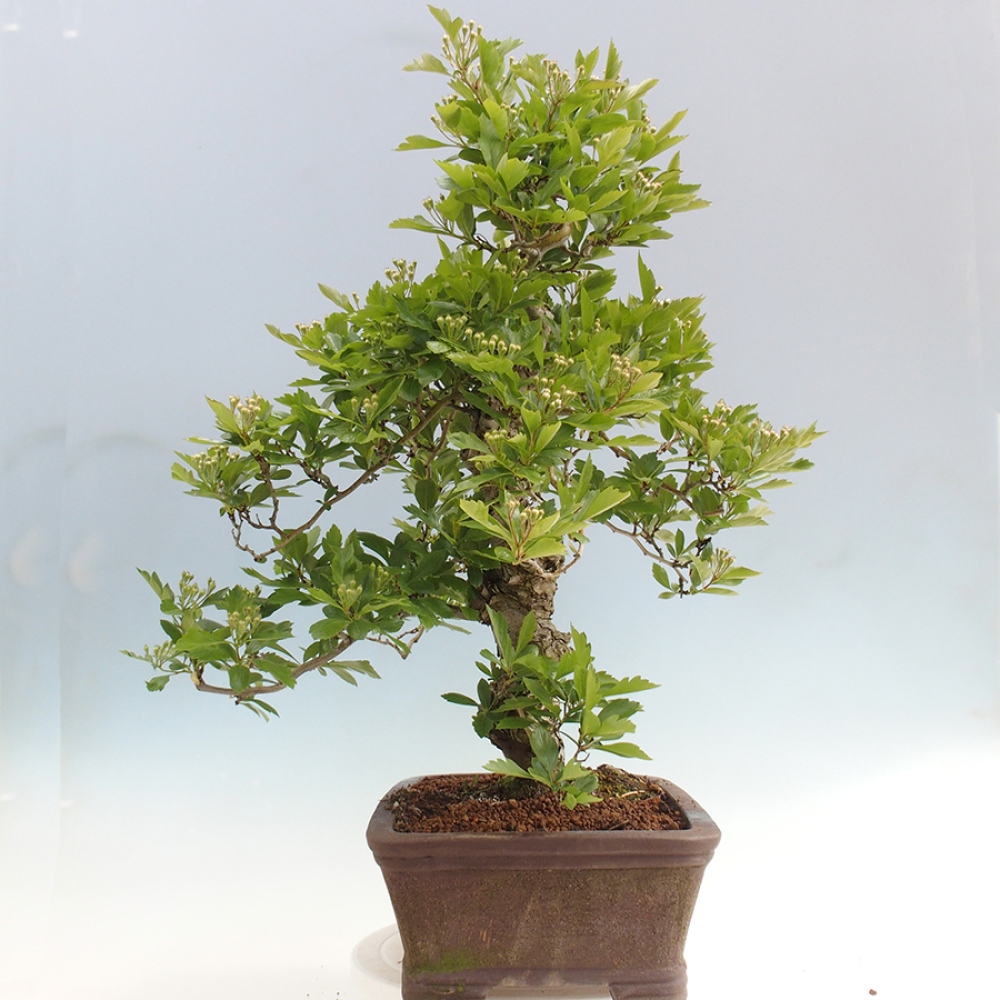 Venkovní bonsai - Hloh klínovitý - Crataegus cuneata