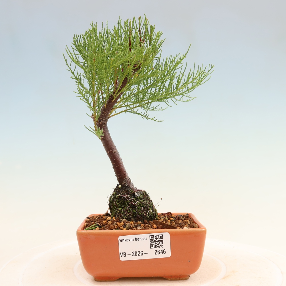 Venkovní bonsai - Tamaryšek - Tamarix